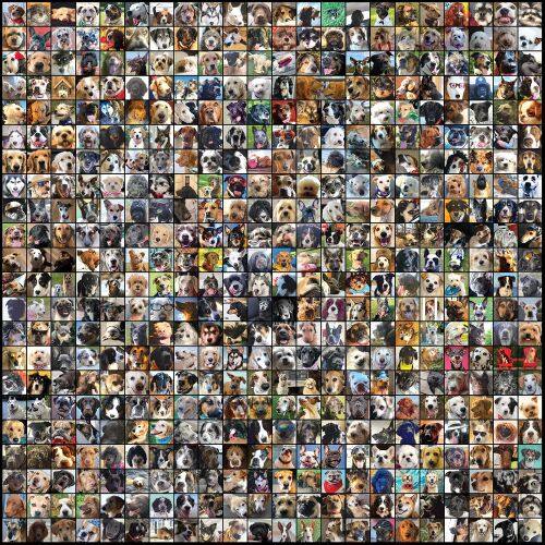

Dog City [LP] - VINYL
