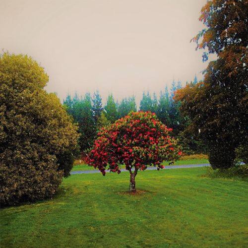 

Foothills [LP] - VINYL