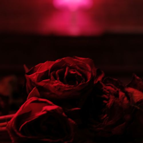 Roses [LP] - VINYL