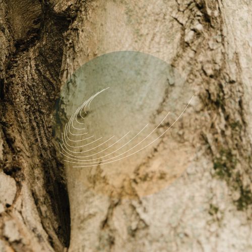 Maples, Ash, and Oaks: Cedars Instrumentals [LP] - VINYL