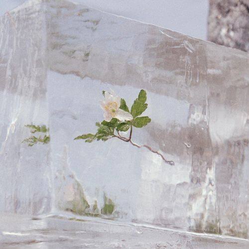 

Windflowers [LP] - VINYL