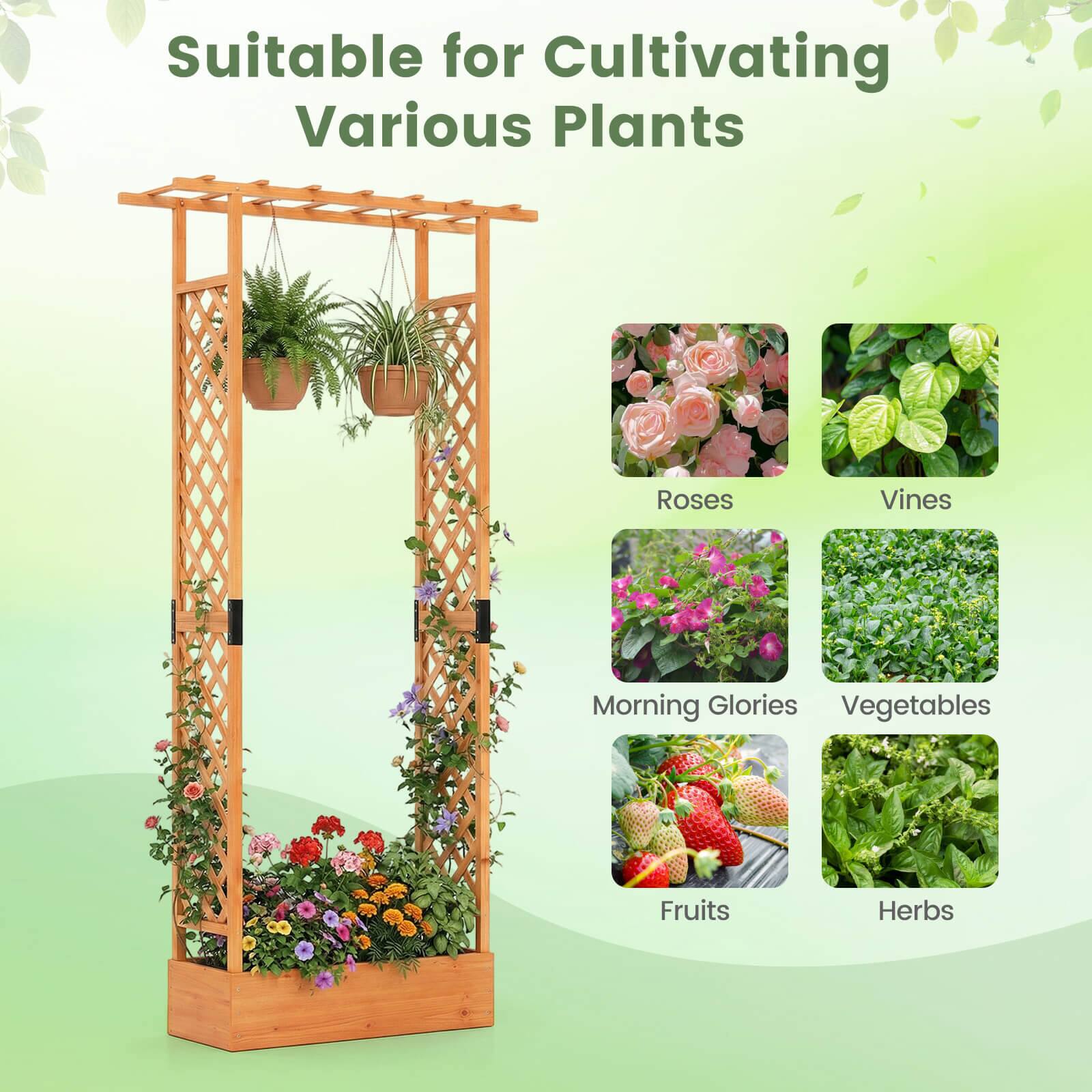 Suitable for Cultivating Various Plants

- Roses
- Vines
- Morning Glories
- Vegetables
- Fruits
- Herbs