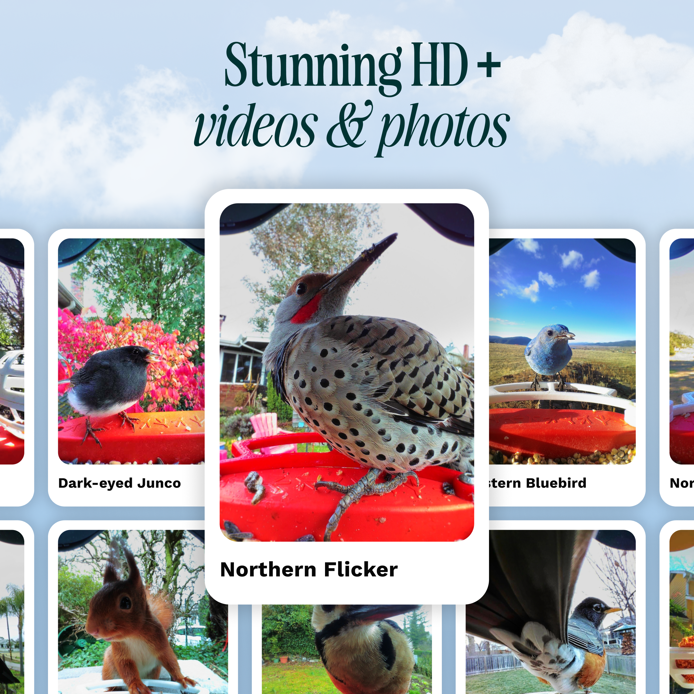 Stunning HD + videos & photos Dark-eyed Junco tern Bluebird Northern Flicker