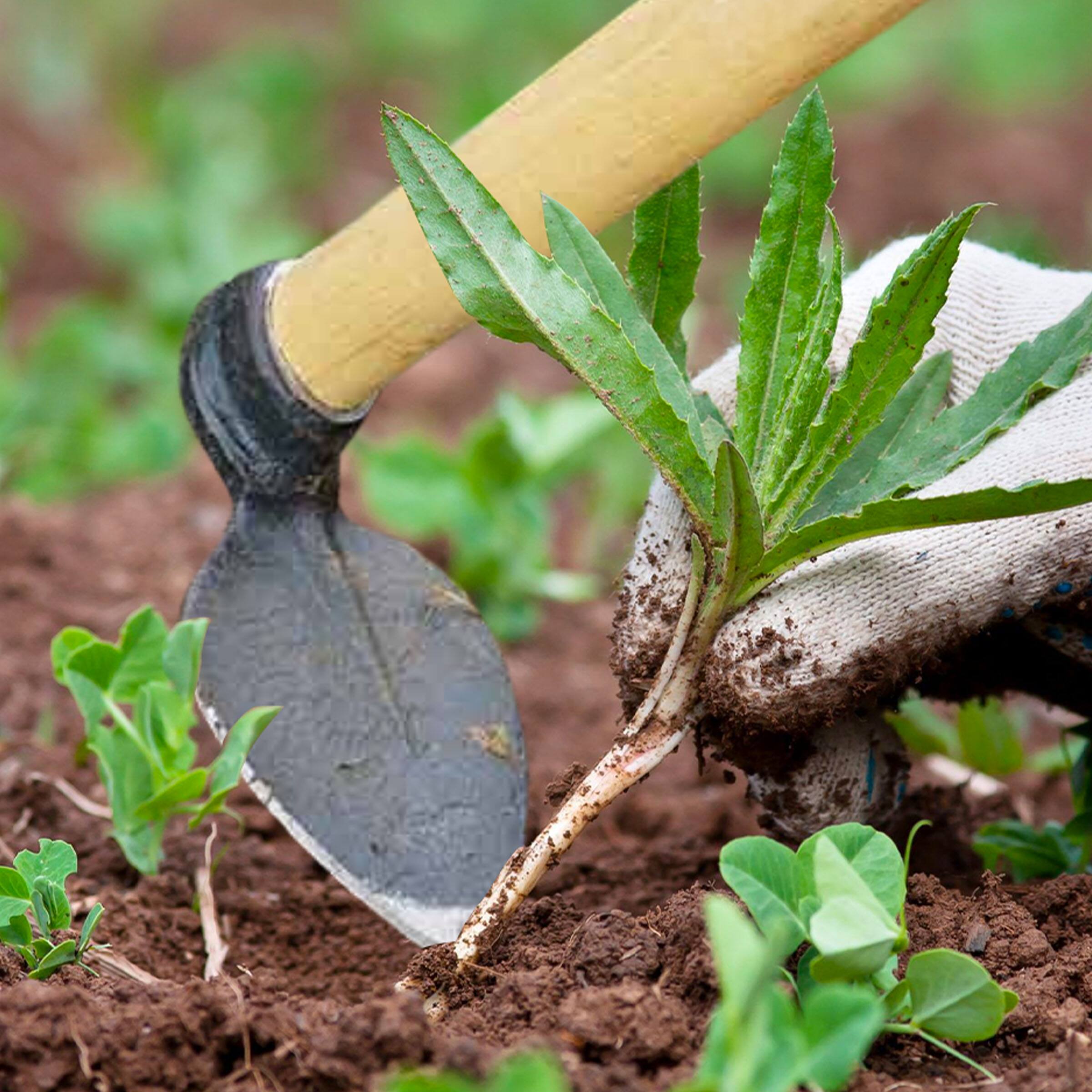 Left. Kings County Tools - Hoe Garden Tool 16.5” Leaf-Shaped Steel Garden Hoe with European Ash Wood Handle.