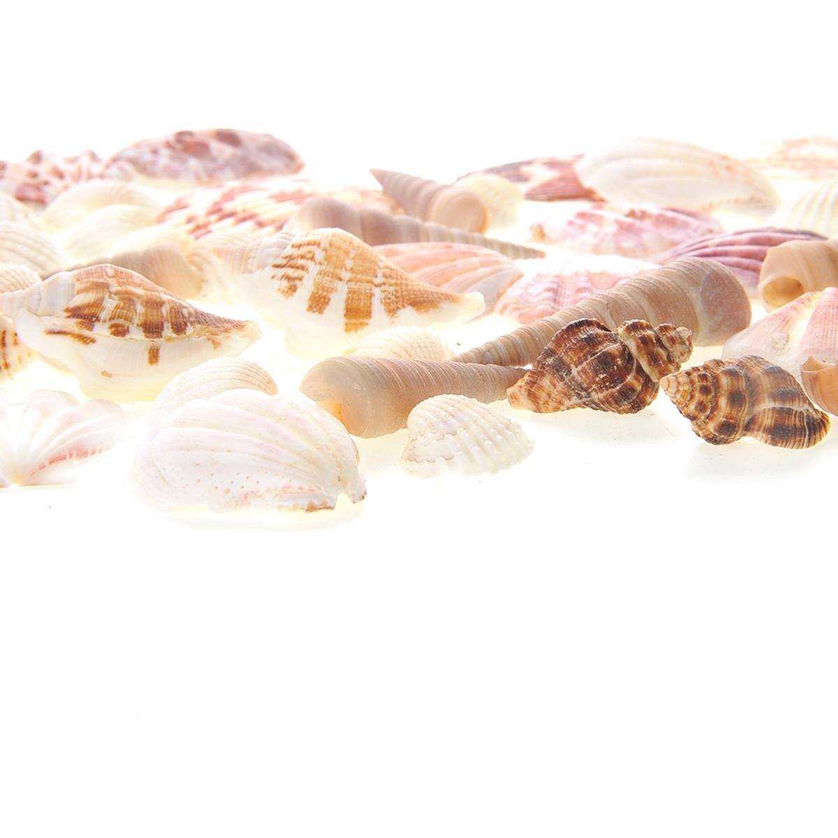Left. JuzToys - Bag Of 100 Shells, Mixed Beach Sea Shells For Decoration - Multicolored.