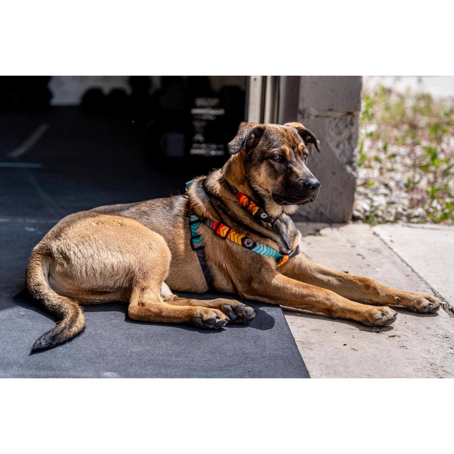 Left. WOLFGANG PET - Wolfgang Multicolored ChevTech Polyester Dog Collar Small - Multicolored.