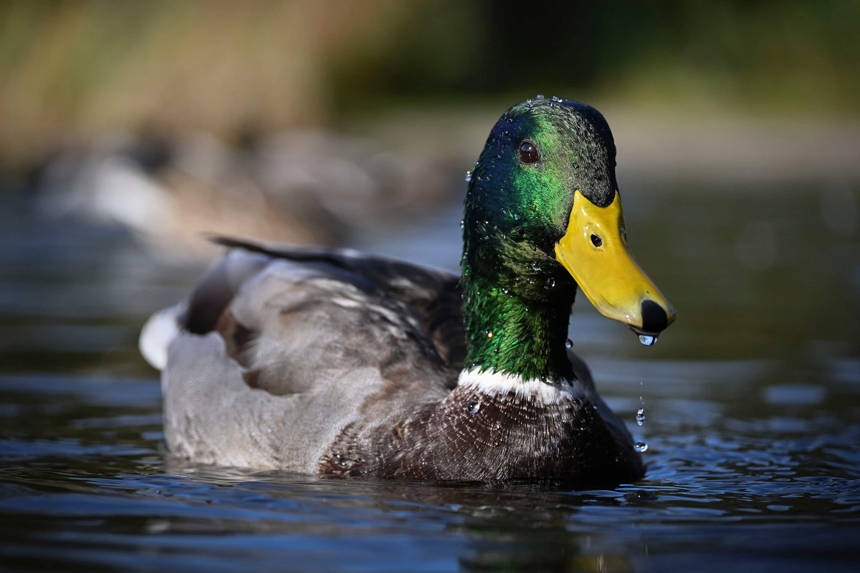 Alt View 12. Nikon - Z50II Mirrorless Camera Two Lens Kit with NIKKOR Z DX 16-50mm f/3.5-6.3 VR and NIKKOR Z DX 50-250mm f/4.5-6.3 VR Lenses - Black.