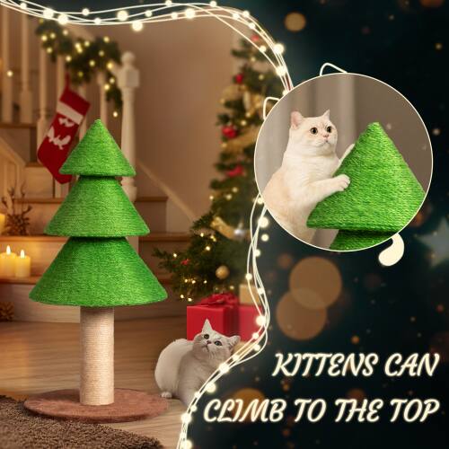 Kittens can climb to the top