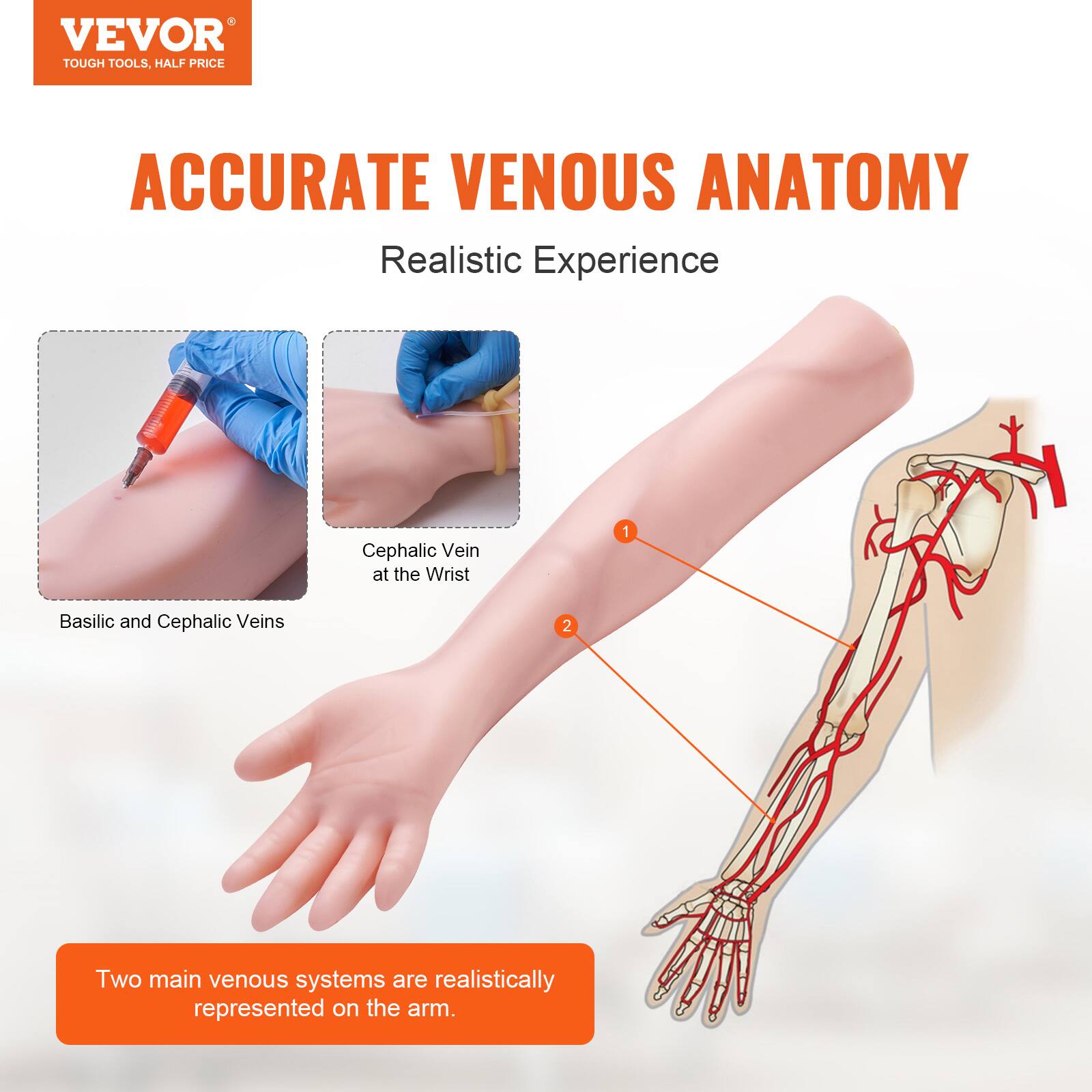 VEVOR  
TOUGH TOOLS, HALF PRICE

ACCURATE VENOUS ANATOMY  
Realistic Experience

1. Cephalic Vein at the Wrist  
2. Basilic and Cephalic Veins

Two main venous systems are realistically represented on the arm.