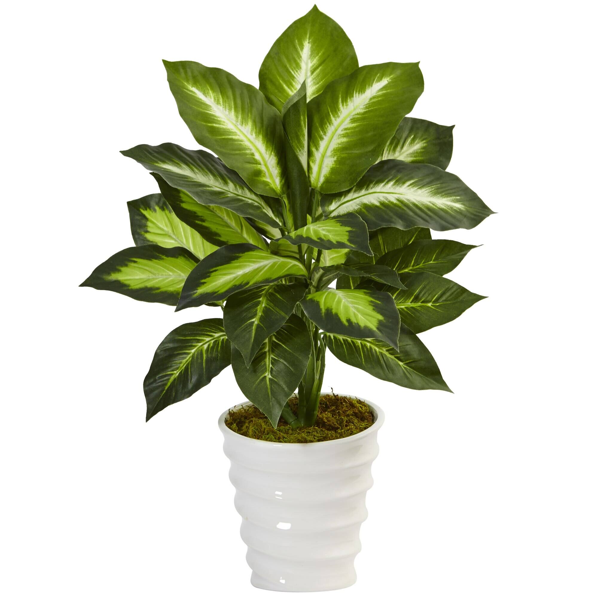 BreeBe - 22" Dieffenbachia in Swirl Planter - Multicolor 1