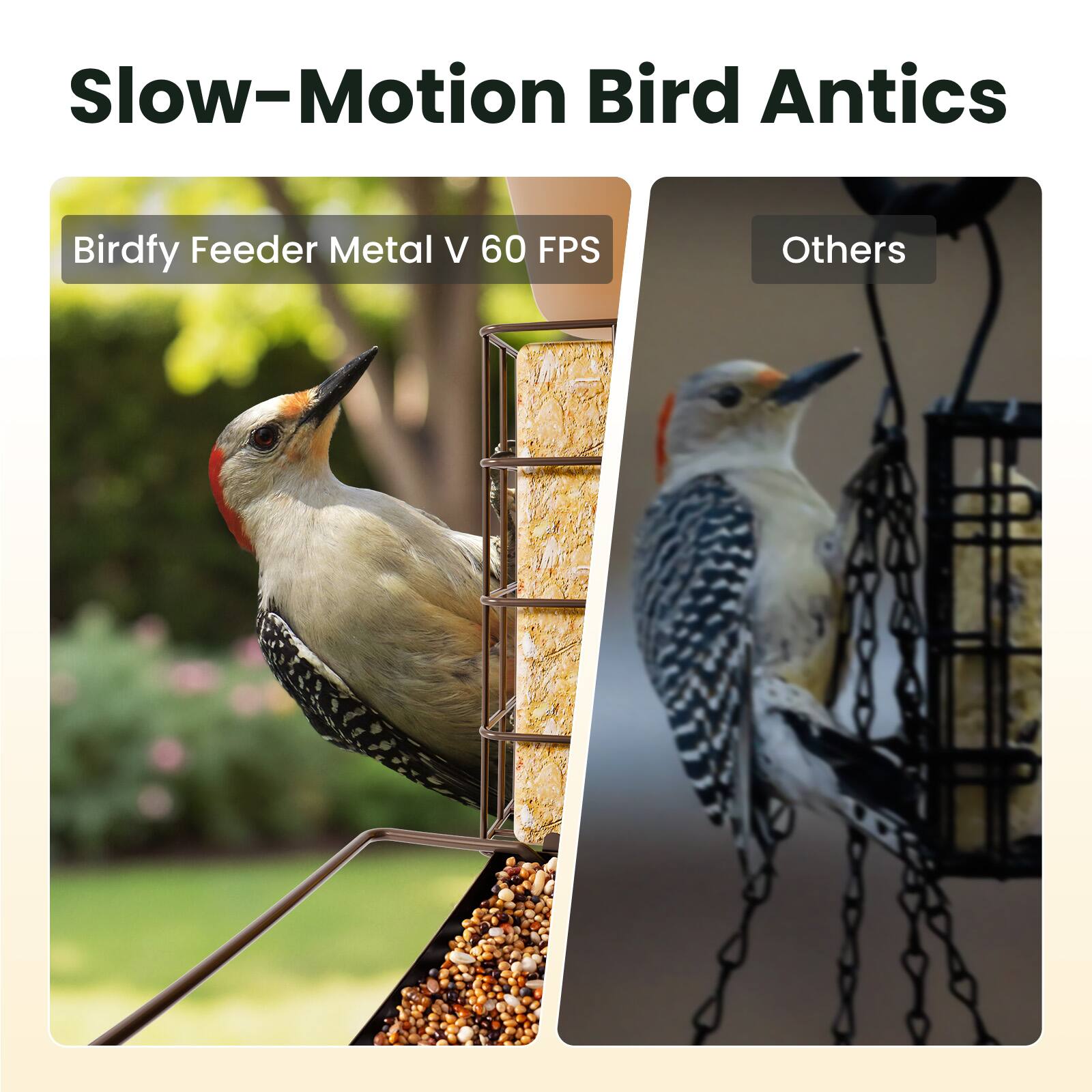 Slow-Motion Bird Antics

Birdfy Feeder Metal V 60 FPS

Others