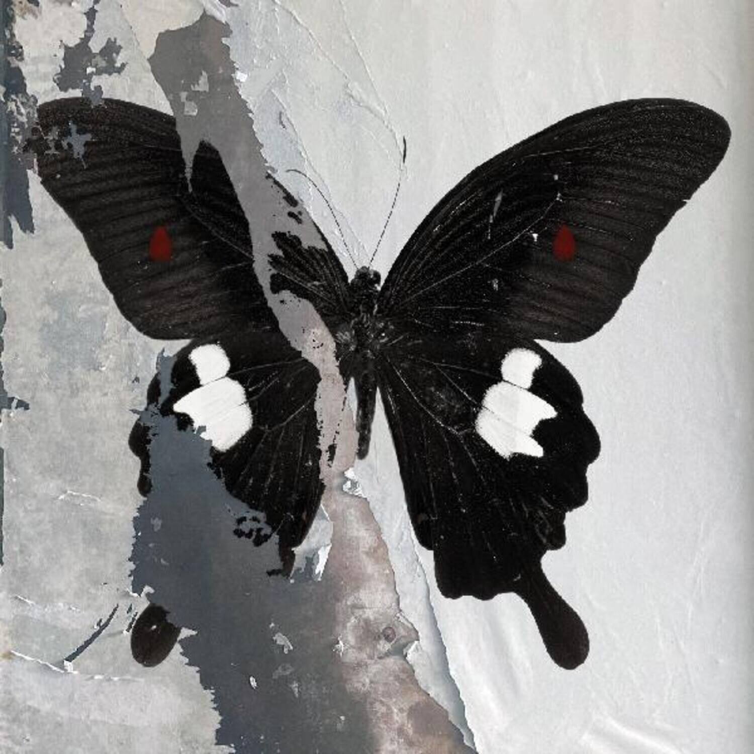 Front. Death Cult - Paradise Now   - VINYL LP.