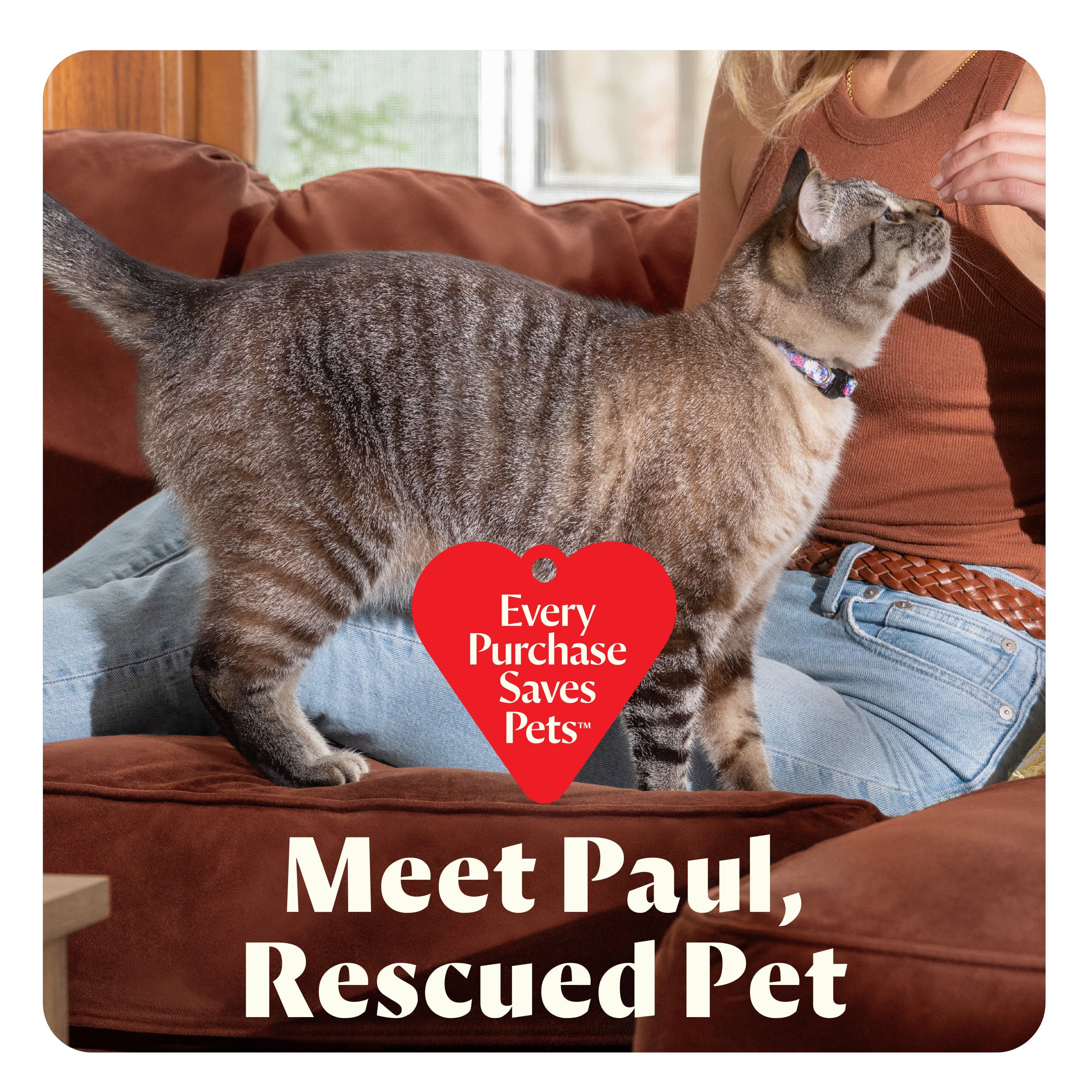 "Meet Paul, Rescued Pet" is the text on the image.