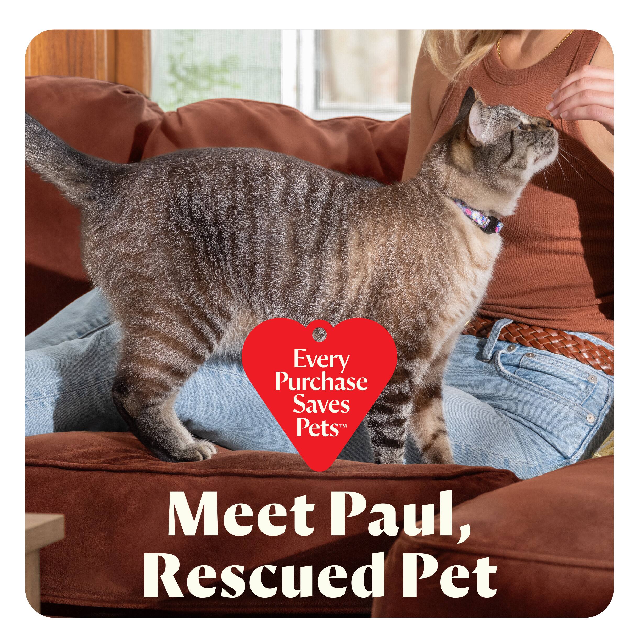 "Meet Paul, Rescued Pet" is the text on the image.