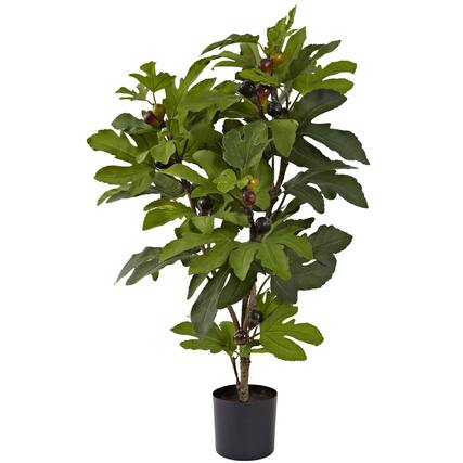 Front. BreeBe - 32" Fig Tree w/42 Lvs & 15 Fruits - Green.