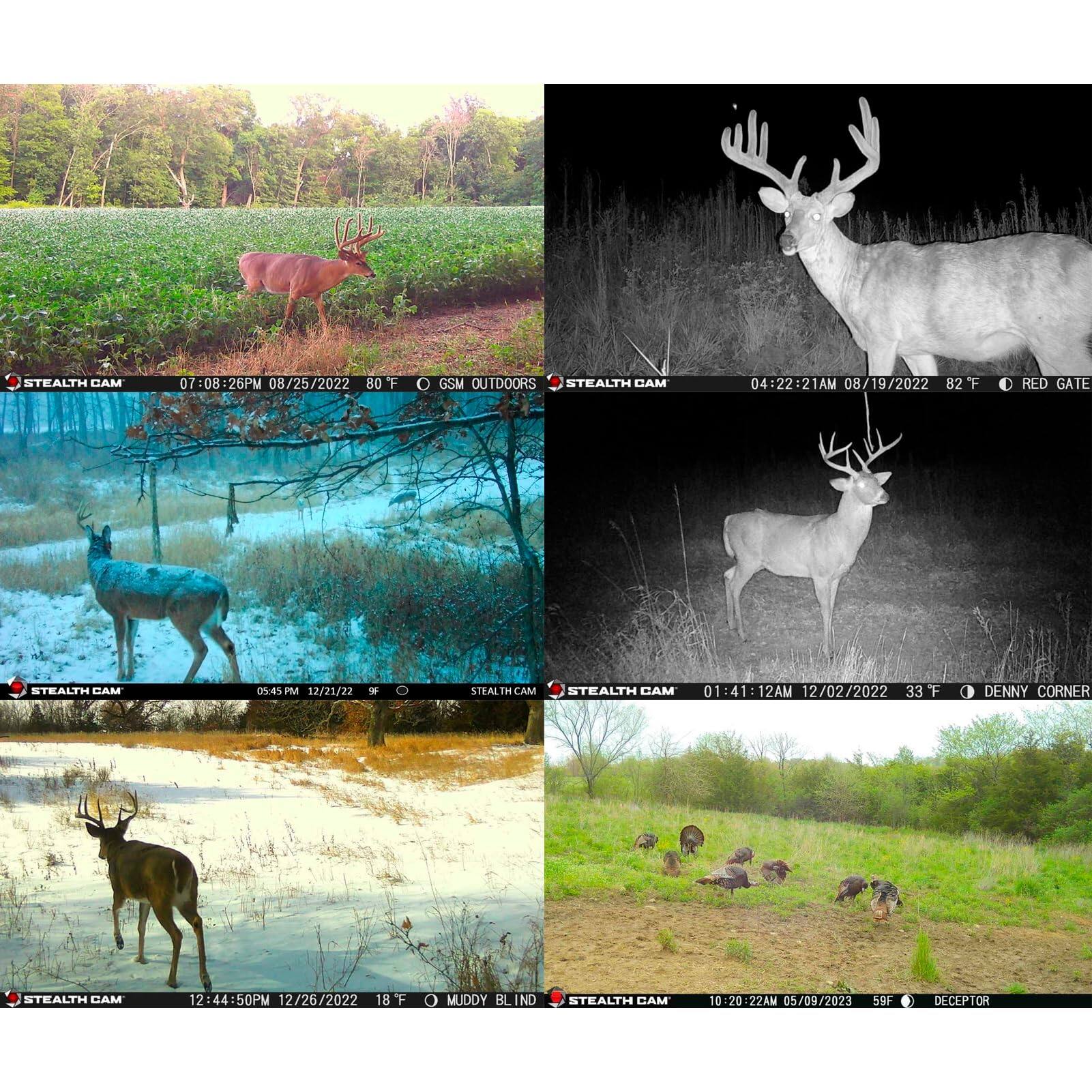 Sure, here is the corrected and grouped text from the image:

1. **Top Left:**
   - STEALTH CAM
   - 07:08:26PM 08/25/2022 80°F
   - GSM OUTDOORS

2. **Top Right:**
   - STEALTH CAM
   - 04:22:21AM 08/19/2022 82°F
   - RED GATE

3. **Middle Left:**
   - STEALTH CAM
   - 05:45 PM 12/21/22
   - 9°F

4. **Middle Right:**
   - STEALTH CAM
   - 01:41:12AM 12/02/2022 33°F
   - DENNY CORNER

5. **Bottom Left:**
   - STEALTH CAM
   - 12:44:50PM 12/26/2022 18°F
   - MUDDY BLIND

6. **Bottom Right:**
   - STEALTH CAM
