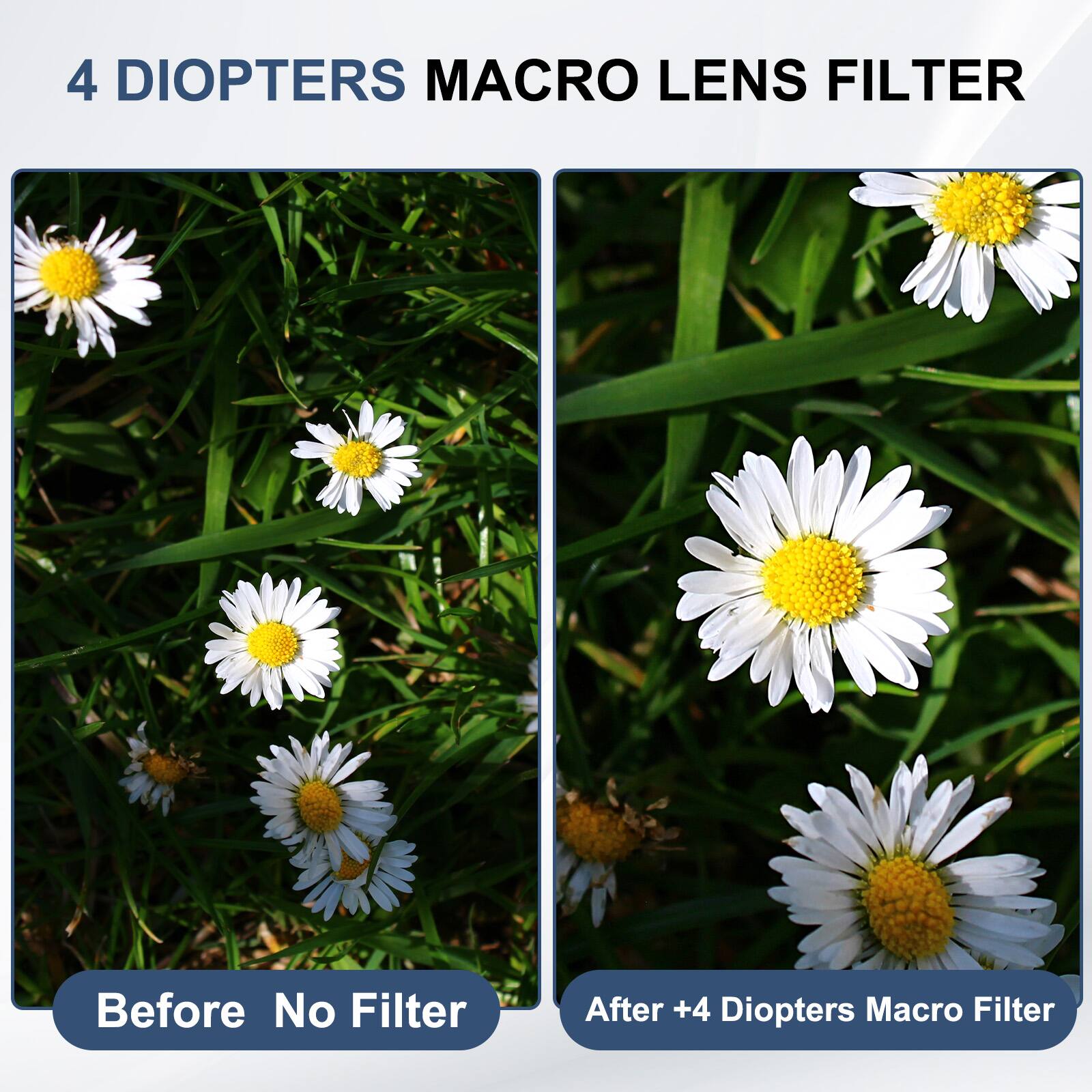 4 DIOPTERS MACRO LENS FILTER

Before No Filter

After +4 Diopters Macro Filter