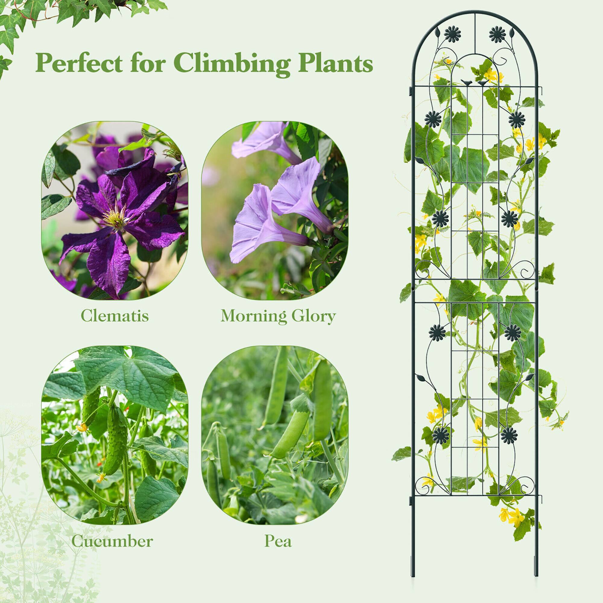Perfect for Climbing Plants

- Clematis
- Morning Glory
- Cucumber
- Pea
