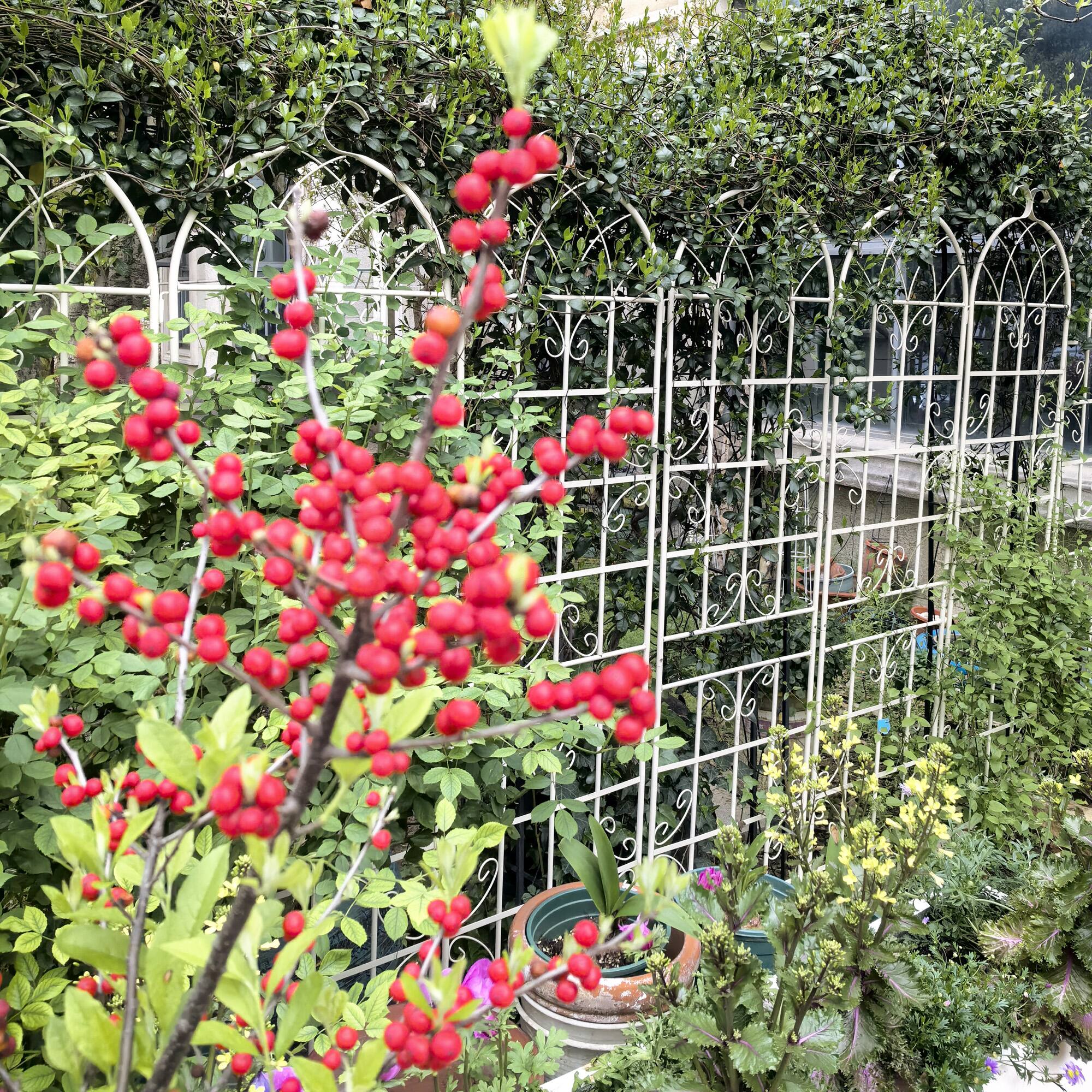 Alt View 6. Loheer - Rustproof Metal Garden Trellis 4 Pack 7.2 ft x 1.6 ft Outdoor Climbing Plant Support - Cream White.