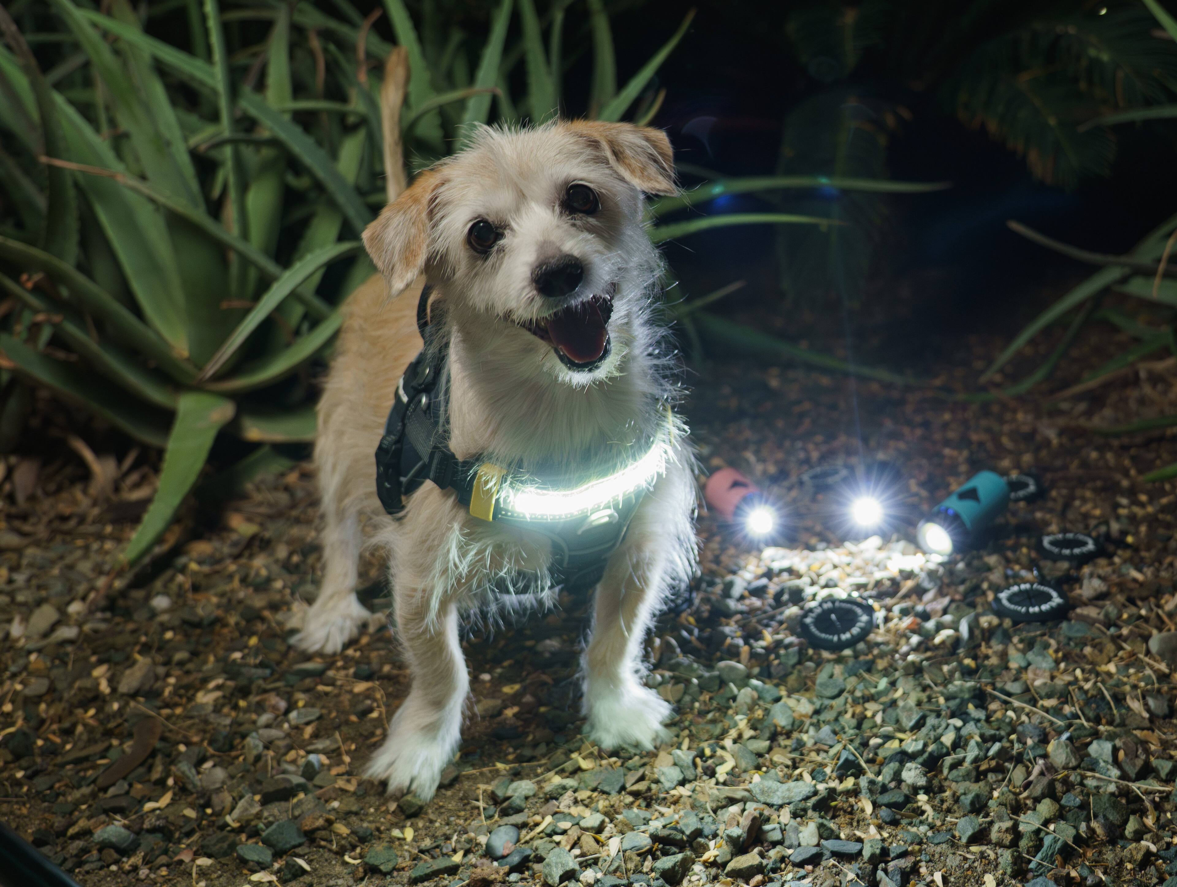 Alt View 1. Lumi Pawtners - Lumi One LED Dog Harness Pink - Pink.