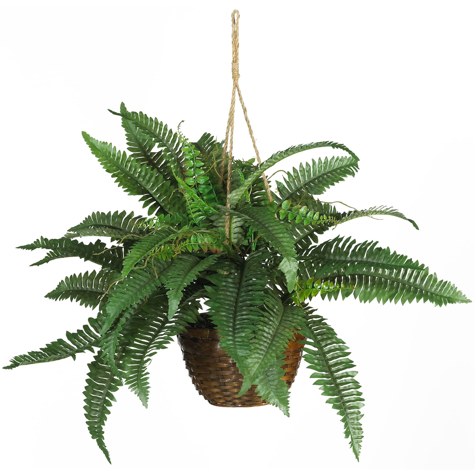 BreeBe - 18" Boston Fern Hanging Basket - Green