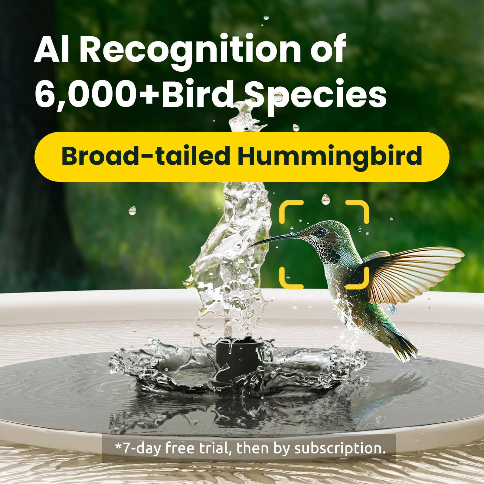 AI Recognition of 6,000+ Bird Species

Broad-tailed Hummingbird

*7-day free trial, then by subscription.