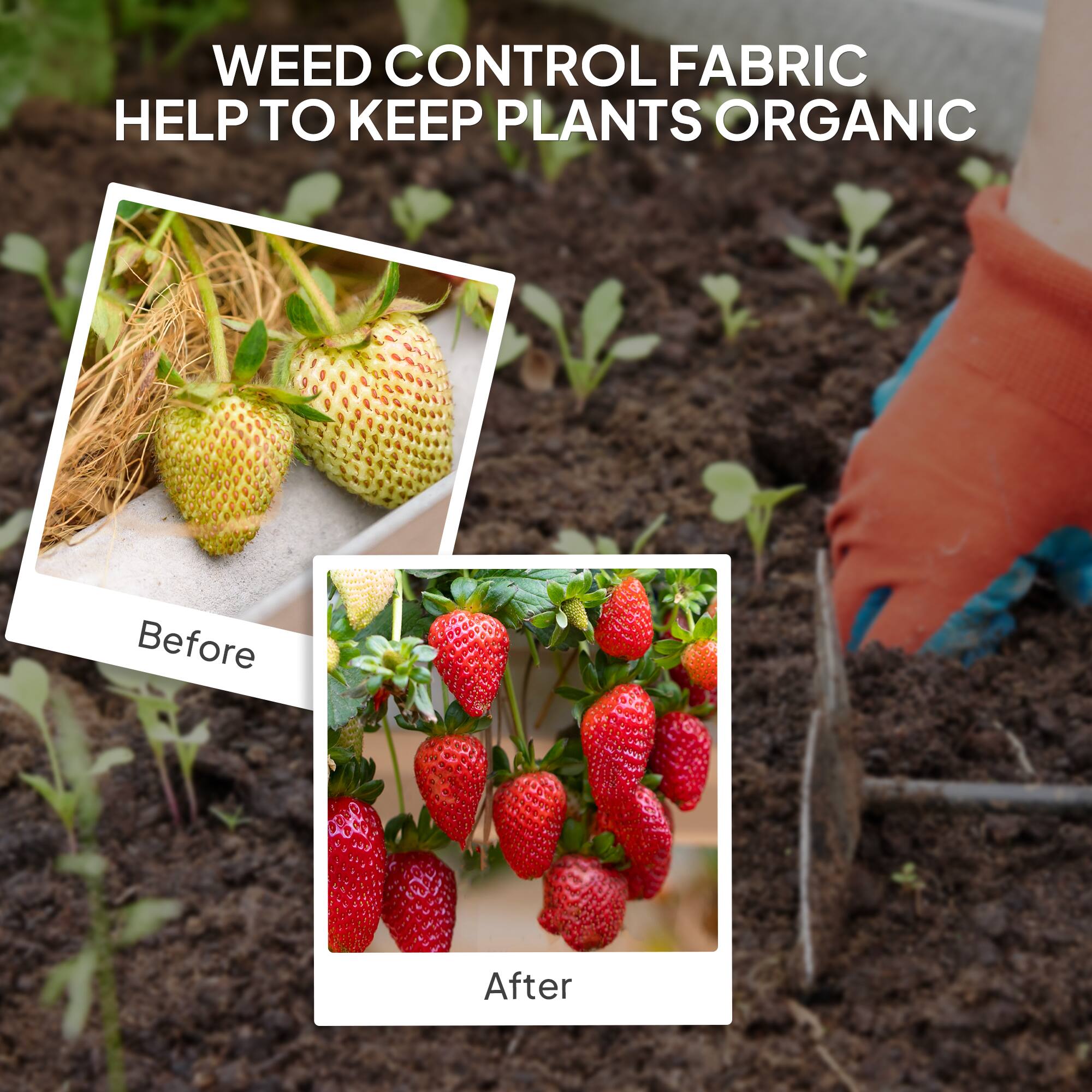 WEED CONTROL FABRIC HELP TO KEEP PLANTS ORGANIC

Before

After