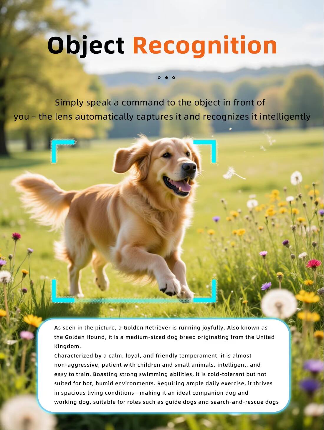 Object Recognition

Simply speak a command to the object in front of you - the lens automatically captures it and recognizes it intelligently.

As seen in the picture, a Golden Retriever is running joyfully. Also known as the Golden Hound, it is a medium-sized dog breed originating from the United Kingdom. Characterized by a calm, loyal, and friendly temperament, it is almost non-aggressive, patient with children and small animals, intelligent, and easy to train. Boasting strong swimming abilities, it is cold-tolerant but not suited for hot, humid environments. Requiring ample daily exercise, it thrives in spacious living conditions—making it an ideal companion dog and working dog, suitable for roles such as guide dogs and search-and-rescue dogs.