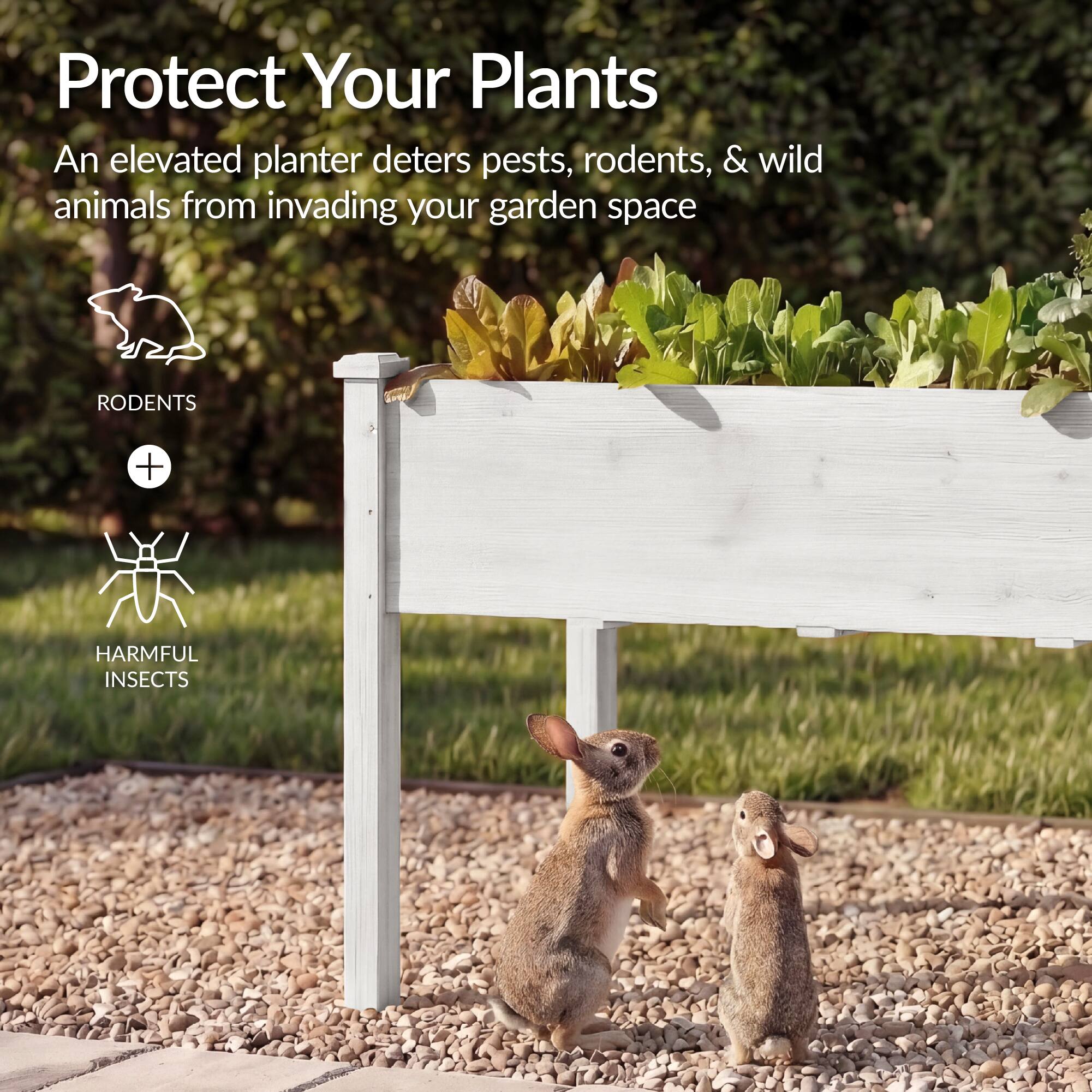 Protect Your Plants

An elevated planter deters pests, rodents, & wild animals from invading your garden space

RODENTS + HARMFUL INSECTS