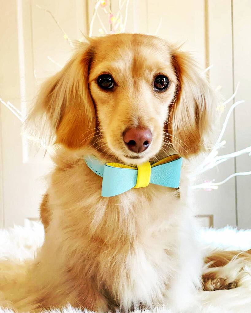 Left. PoisePup - Cute Handmade Genuine Soft Full Grain Leather Dog Bow Tie - Teal | Yellow.