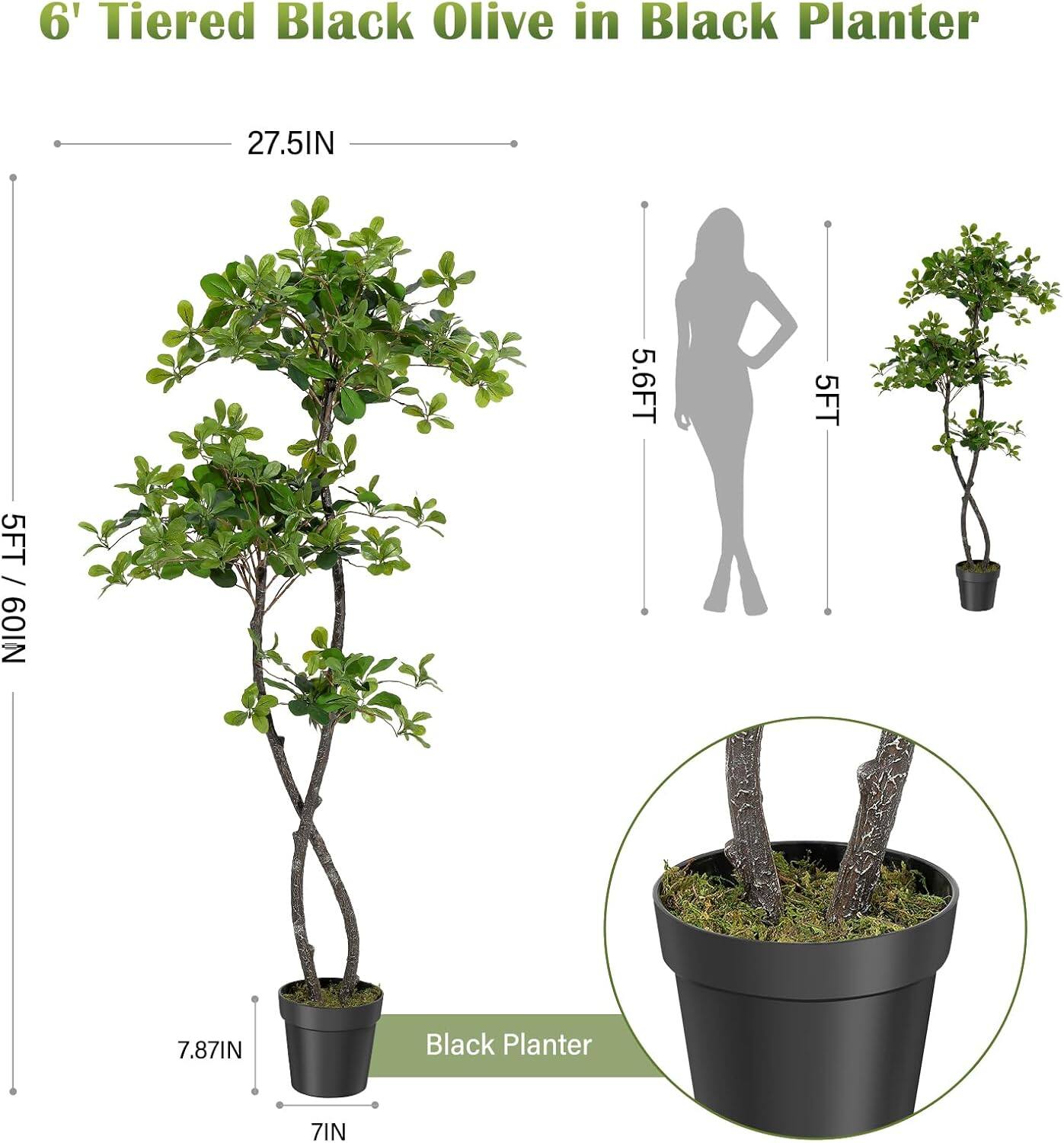 6' Tiered Black Olive in Black Planter

- Height: 5FT 6IN / 5.6FT
- Width: 27.5IN
- Planter Diameter: 7IN
- Planter Height: 7.87IN