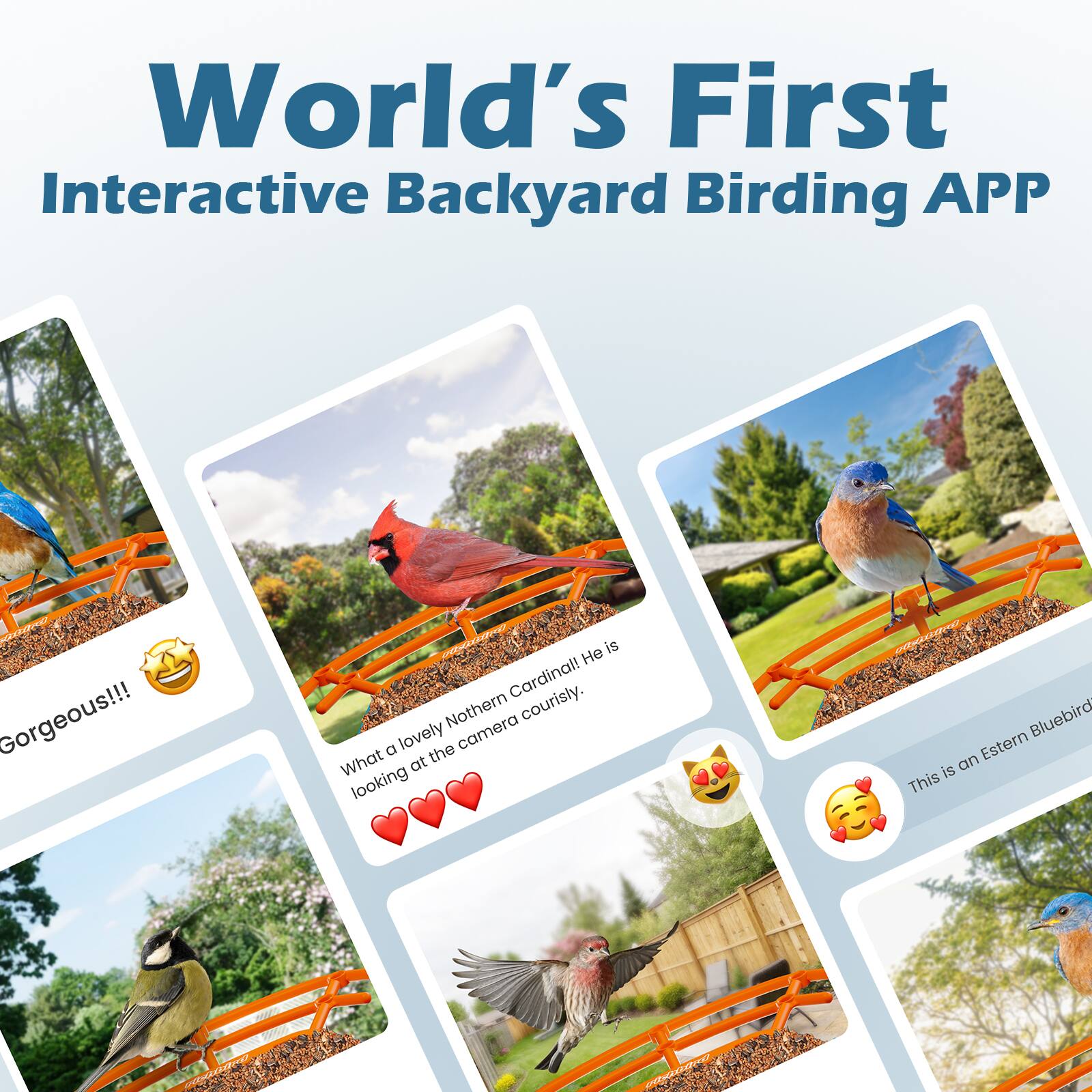 World's First Interactive Backyard Birding APP

Gorgeous!!! 😊

What a lovely Northern Cardinal looking at the camera 👀❤️❤️❤️

This is an Eastern Bluebird 😍

Chinall He is courisly. 😘