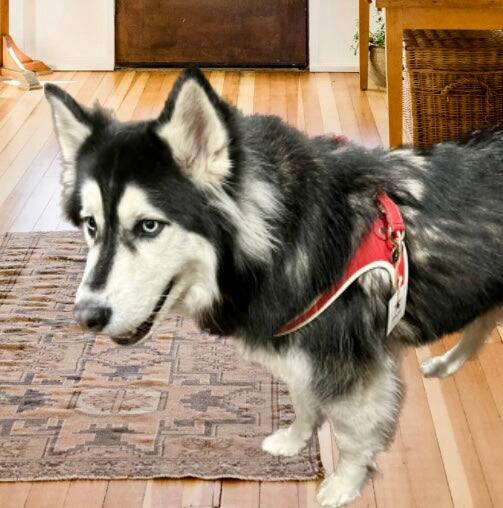 Angle. PoisePup - Real Leather Comfortable Step-in Harness for Dogs - Red | Cream.