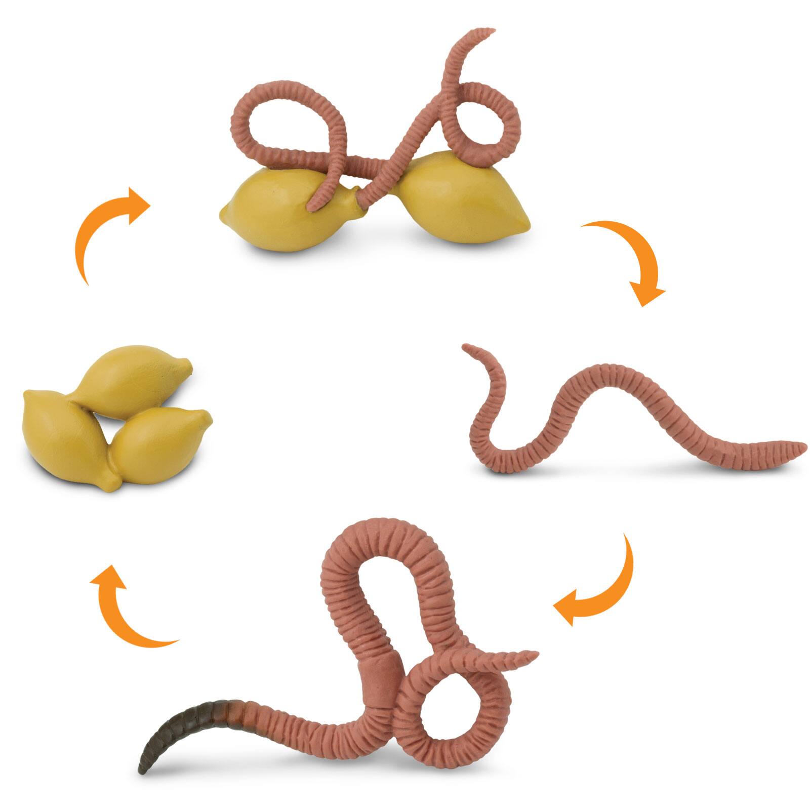 Angle. Safari Ltd. - Life Cycle Of A Worm Toy.