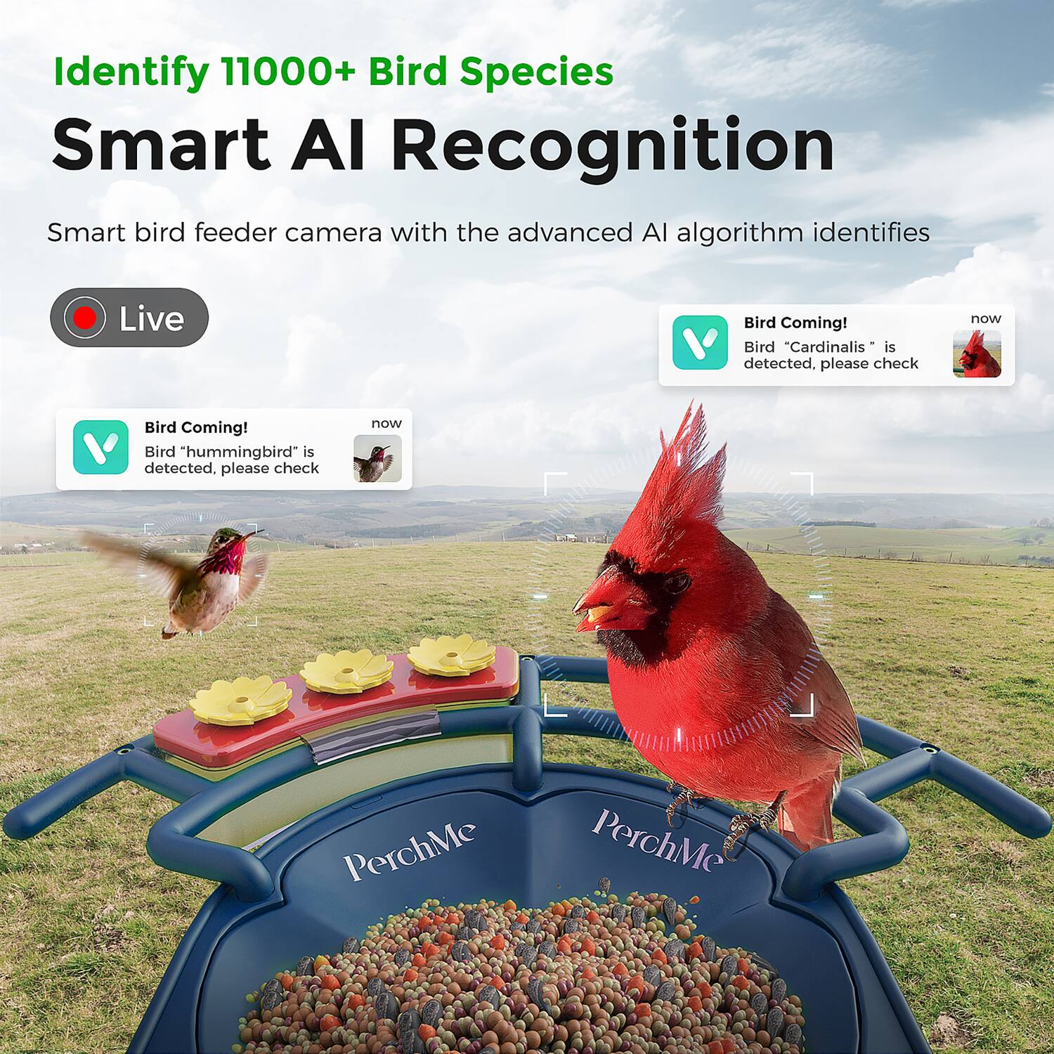 Identify 11000+ Bird Species  
Smart AI Recognition  

Smart bird feeder camera with the advanced AI algorithm identifies Live Bird Coming!  
Bird "Cardinalis" is detected, please check now  
Bird Coming!  
Bird "hummingbird" is detected, please check now  

PerchMe  
PerchMe
