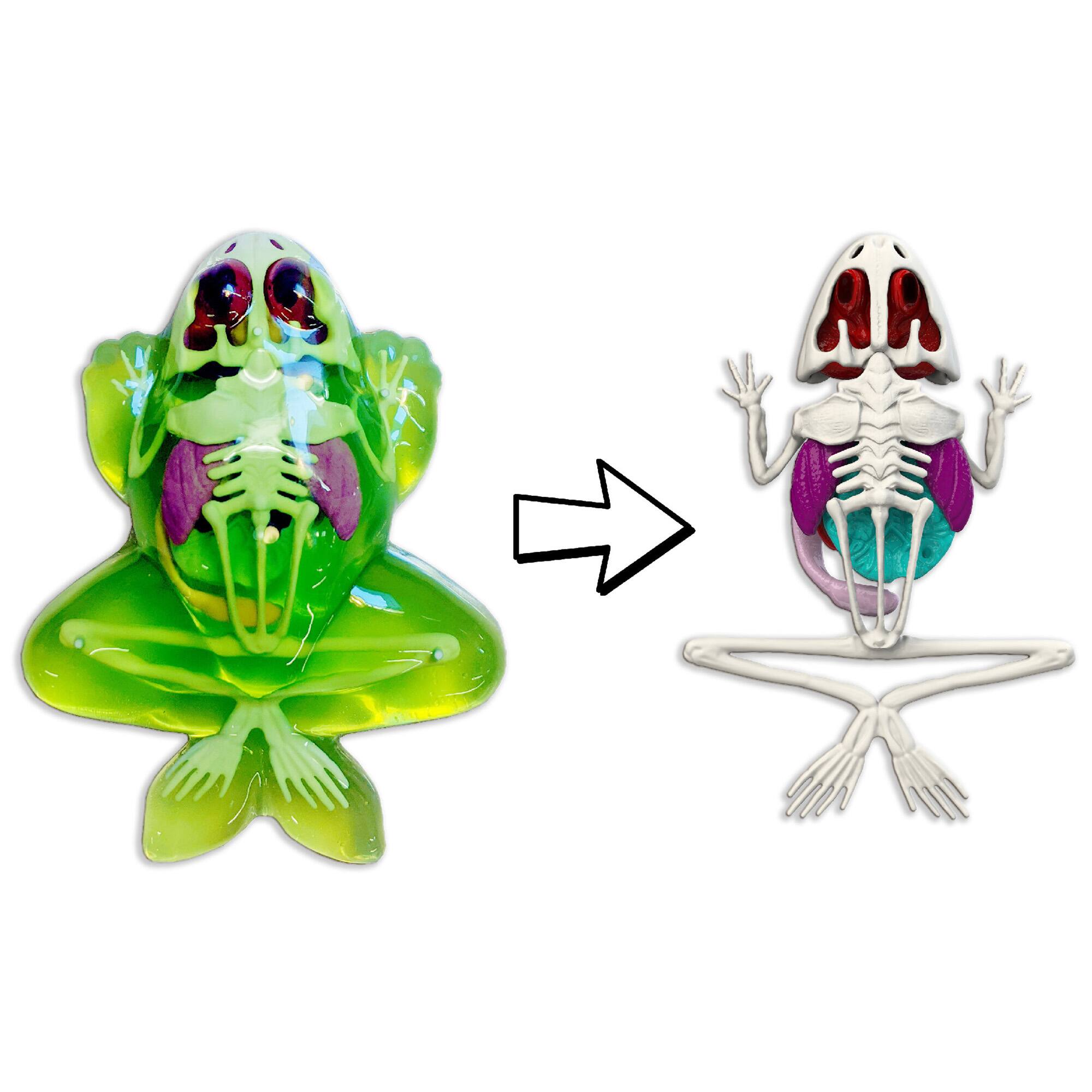 Back. Top Secret Toys - Dissect-It: Frog Lab.