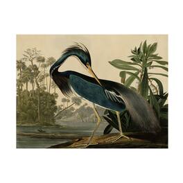 Trademark Fine Art - John James Audubon 'Louisiana Heron' Canvas Art - Multicolor