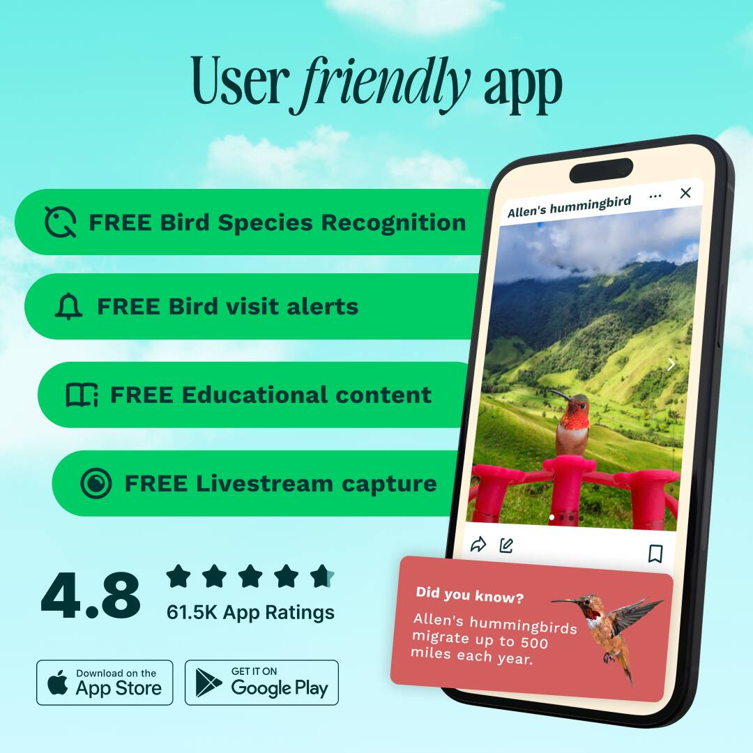 User-friendly app featuring:

- FREE Bird Species Recognition
- FREE Bird visit alerts
- FREE Educational content
- FREE Livestream capture

4.8 (61.5K App Ratings)

Download on the App Store and Google Play

Did you know? Allen's hummingbirds migrate up to 500 miles each year.