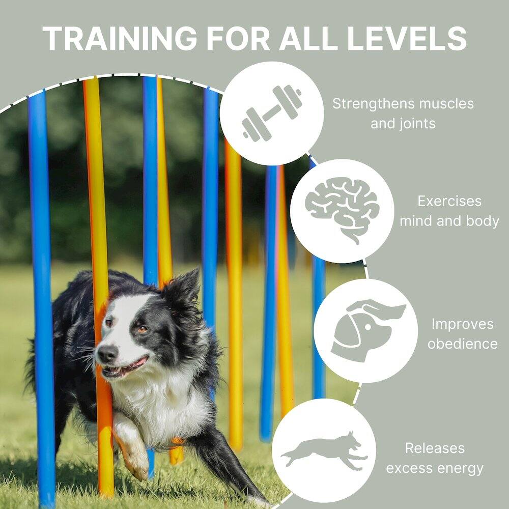 TRAINING FOR ALL LEVELS  
- Strengthens muscles and joints  
- Exercises mind and body  
- Improves obedience  
- Releases excess energy