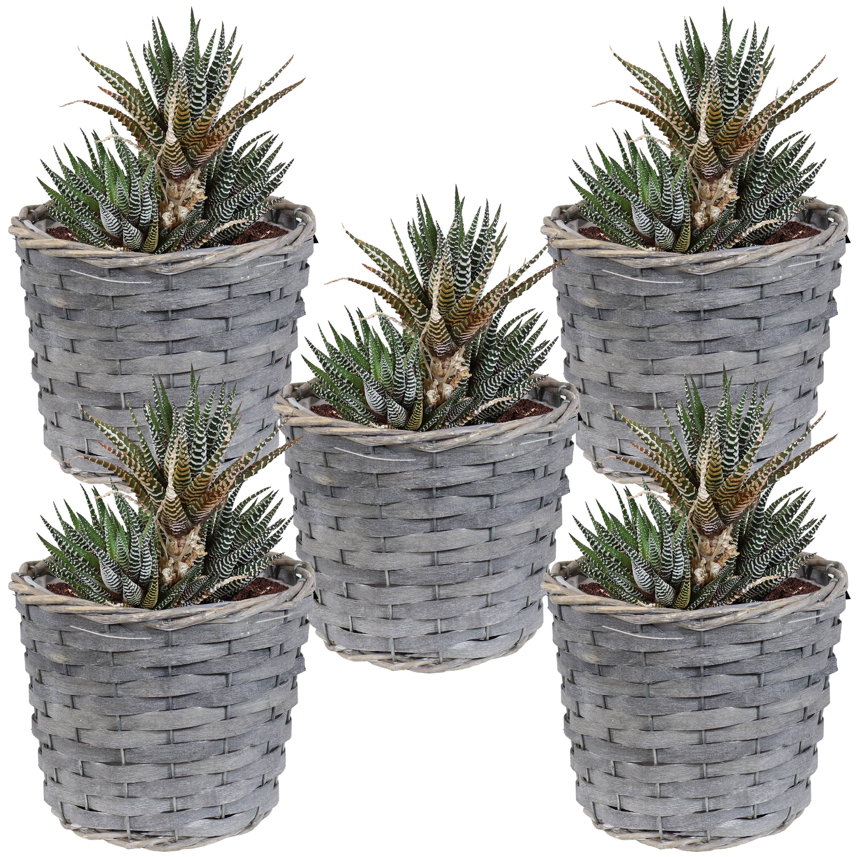 Alt View 5. Sunnydaze - 6.75 in Rattan Wicker Basket Planters with Lining - Set of 5 - Gray.