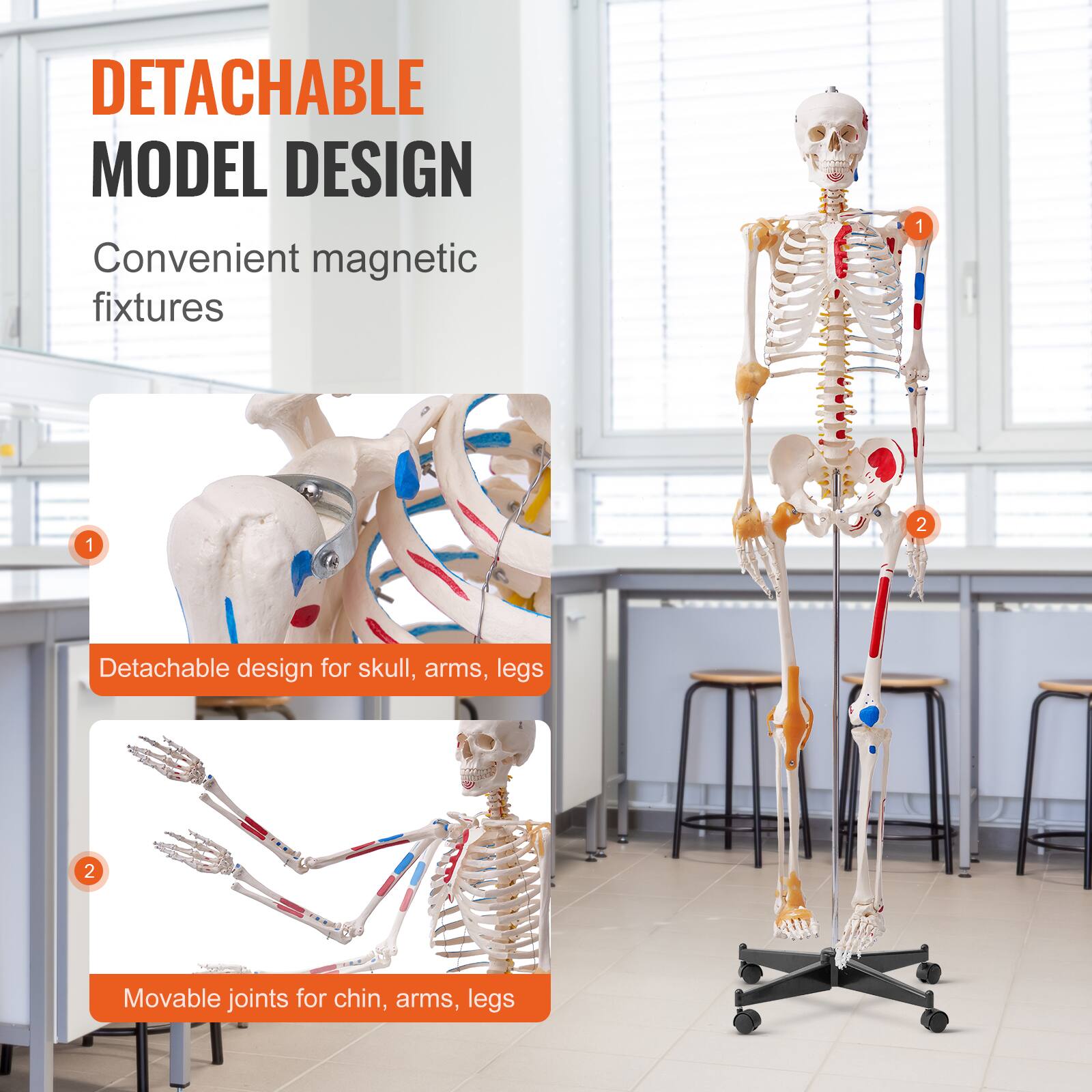 DETACHABLE MODEL DESIGN  
Convenient magnetic fixtures  

1. Detachable design for skull, arms, legs  
2. Movable joints for chin, arms, legs