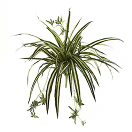 BreeBe - 23" Spider Plant Bush (Set of 4) - Green