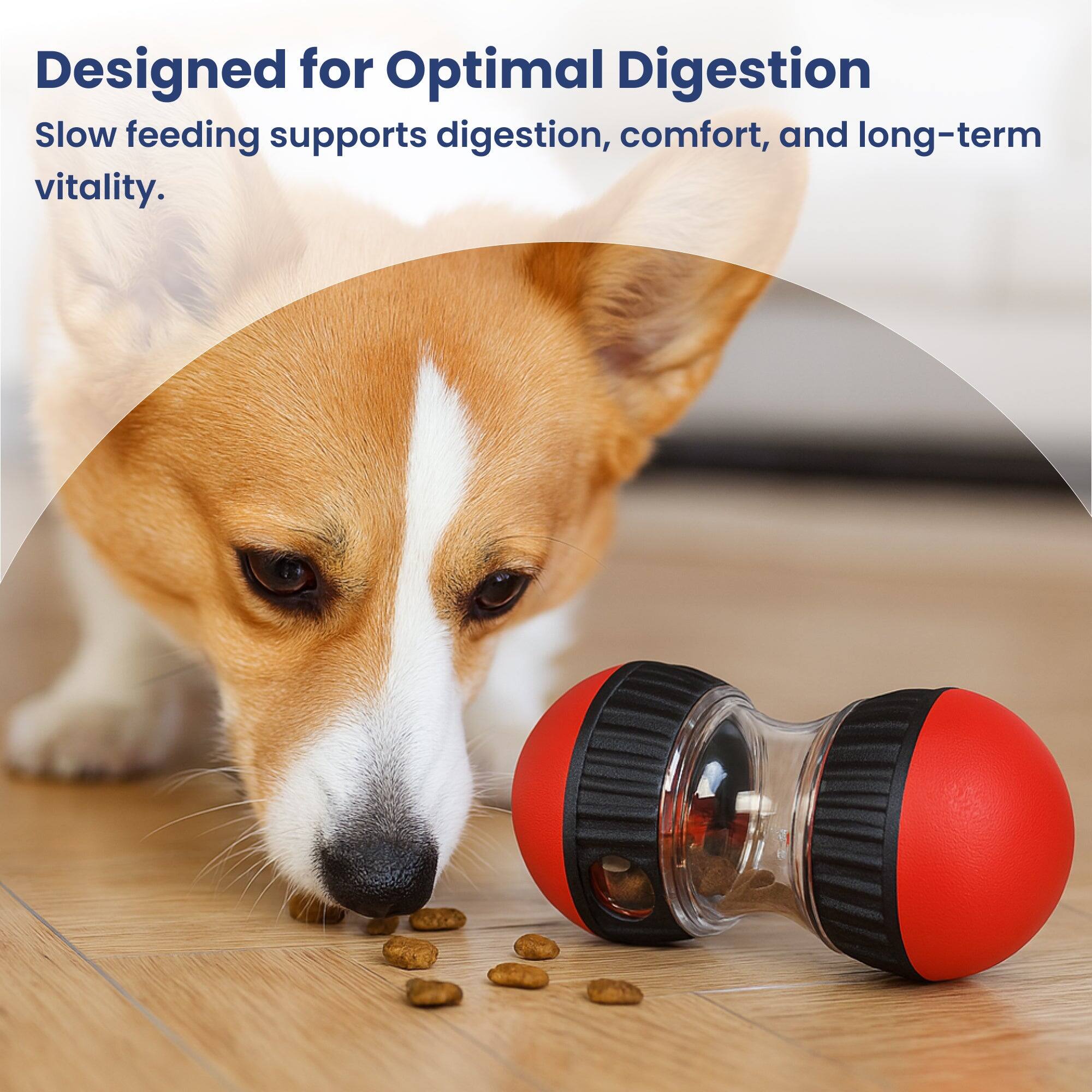 Designed for Optimal Digestion  
Slow feeding supports digestion, comfort, and long-term vitality.