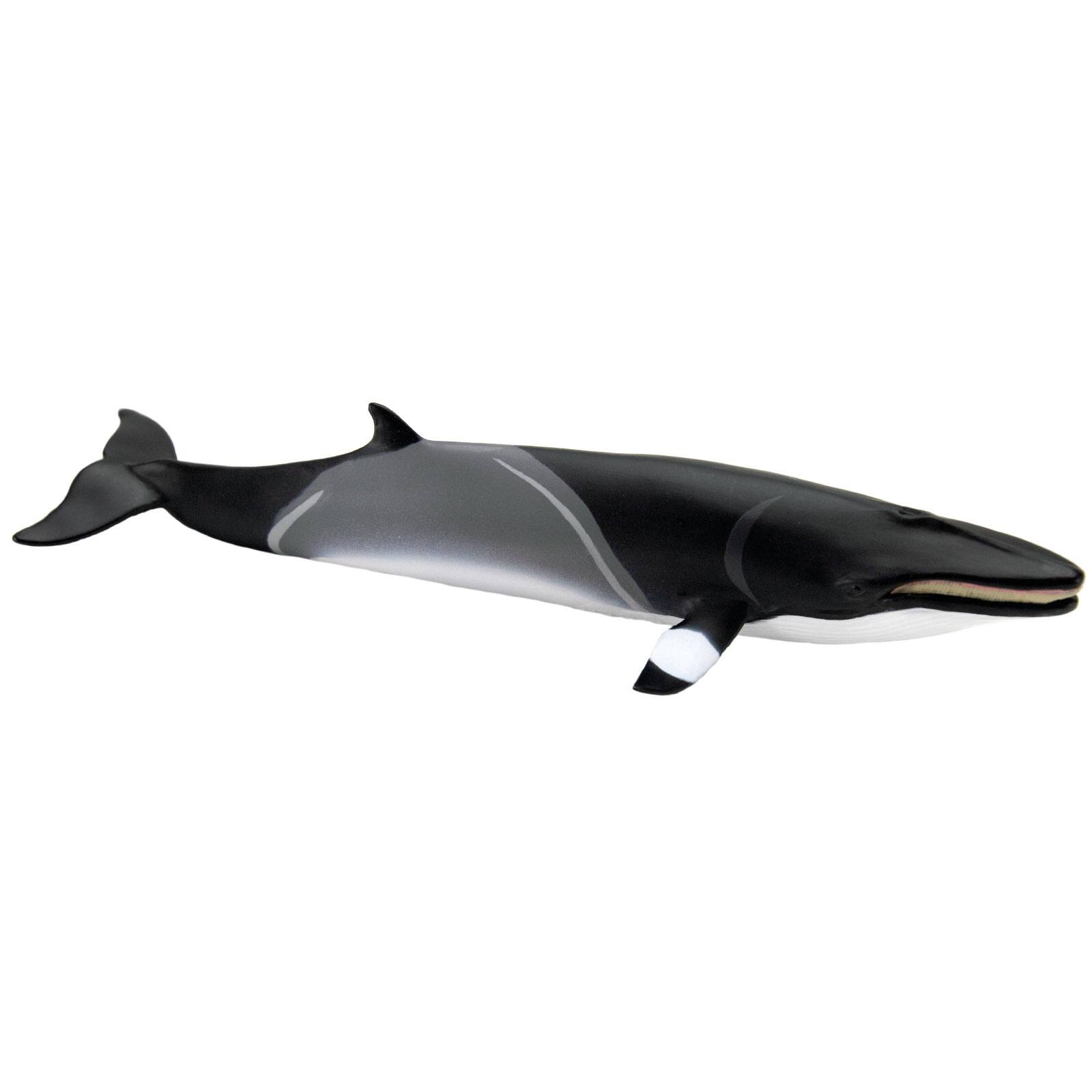 Angle. Safari Ltd. - Minke Whale.