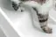 Left. Whisker - Litter-Robot 4 Ramp - White.