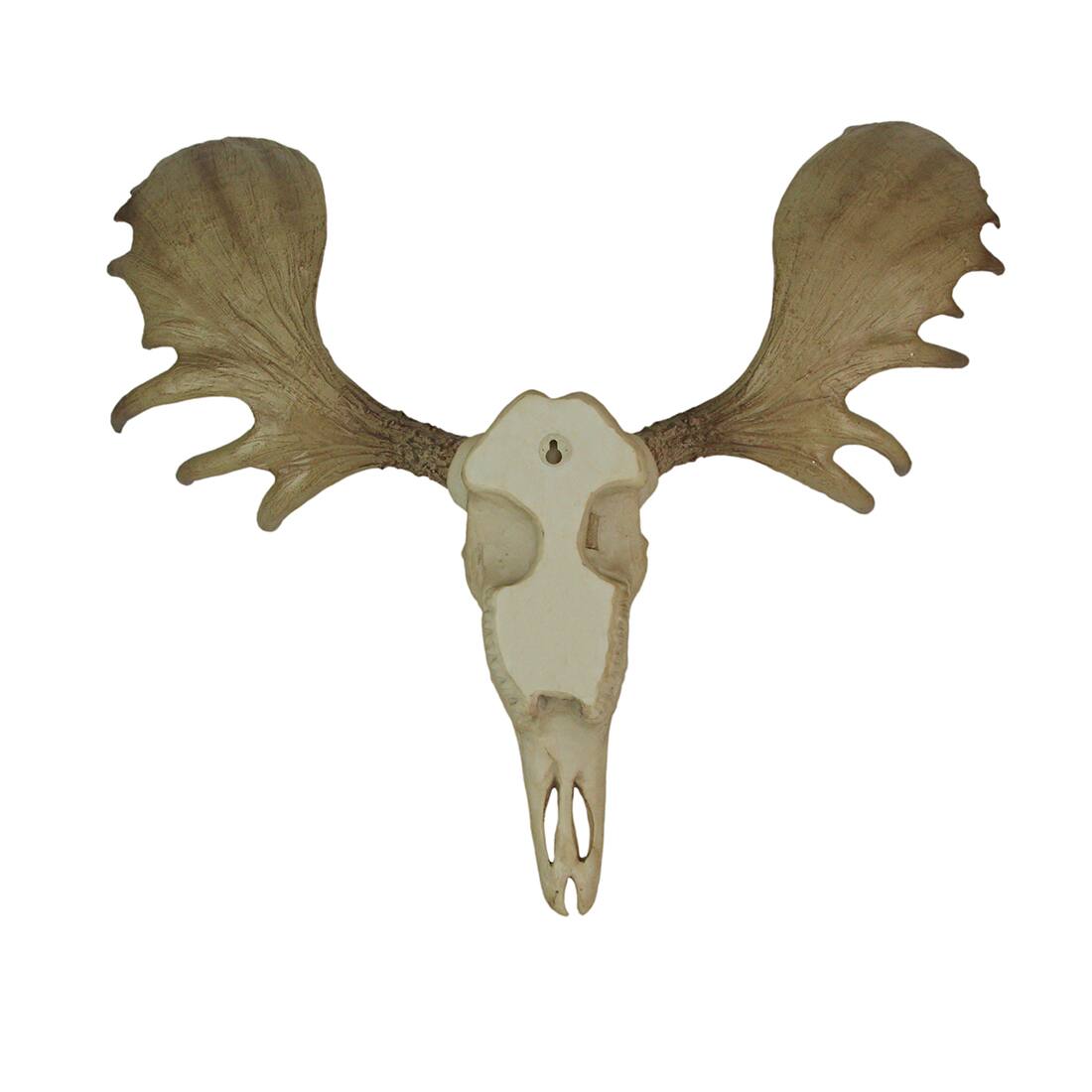Alt View 7. World of Wonders - Large Lifelike Bull Moose Skull Hanging Wildlife Decor Statue - Off-white.