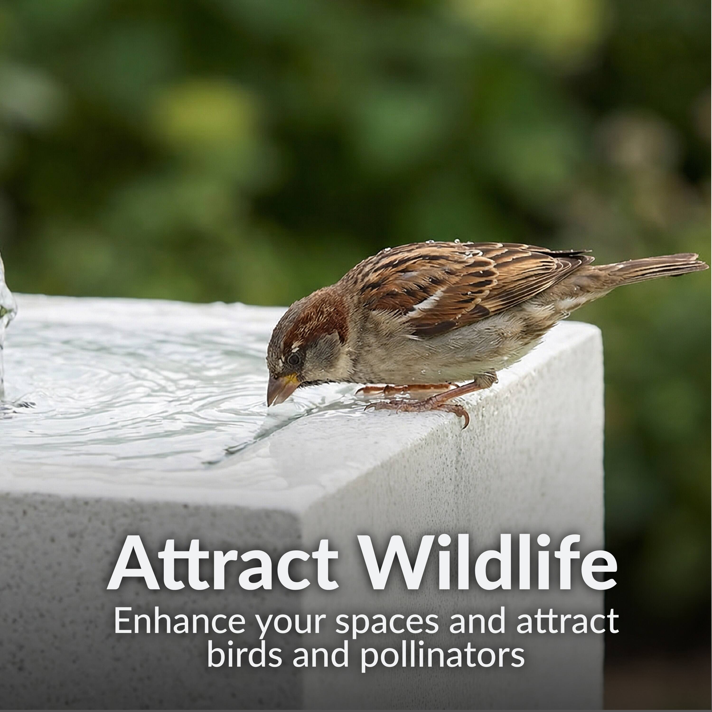 Attract Wildlife  
Enhance your spaces and attract birds and pollinators