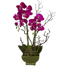 BreeBe - 21" Orchid & Succulent Arrangement - Purple