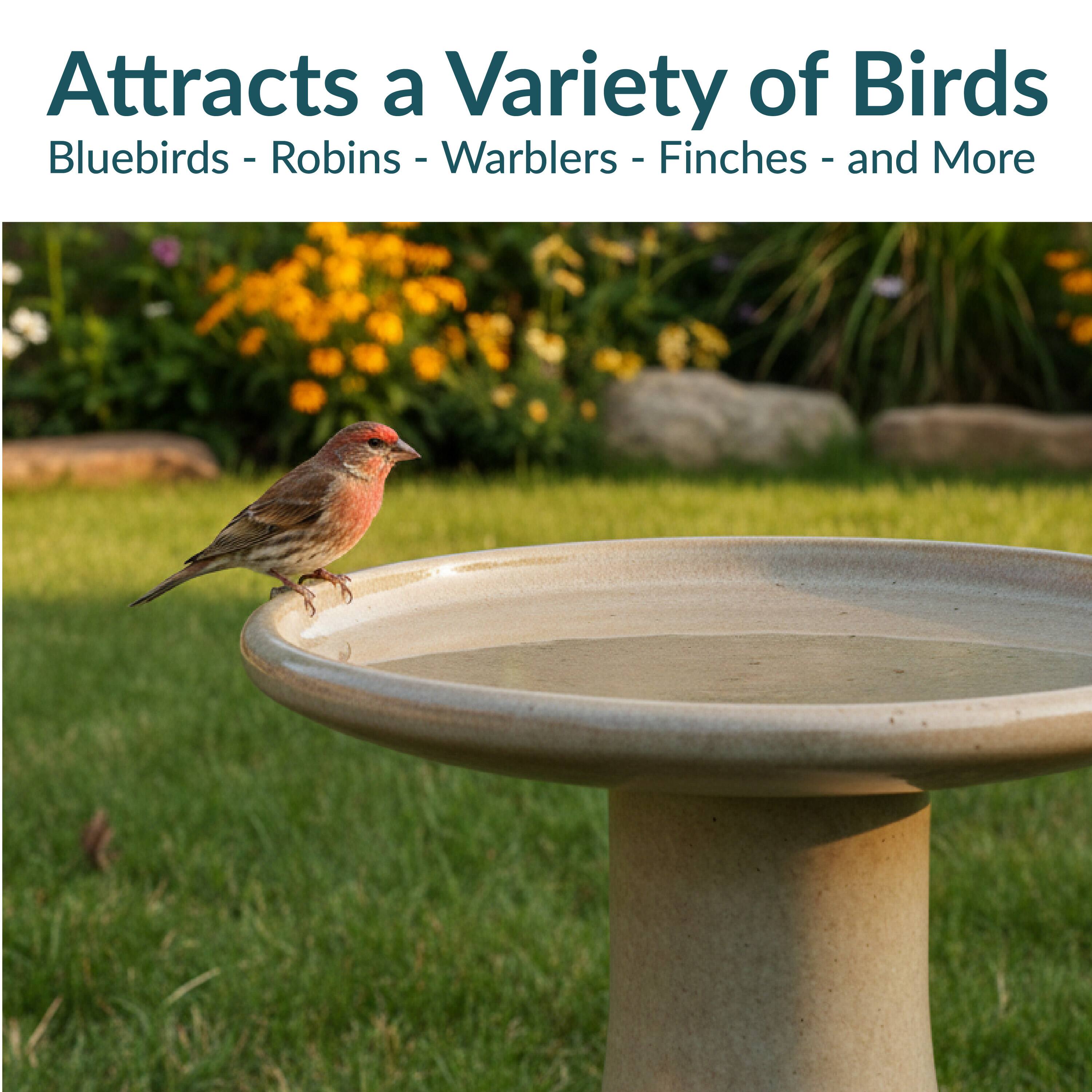Attracts a Variety of Birds  
Bluebirds - Robins - Warblers - Finches - and More