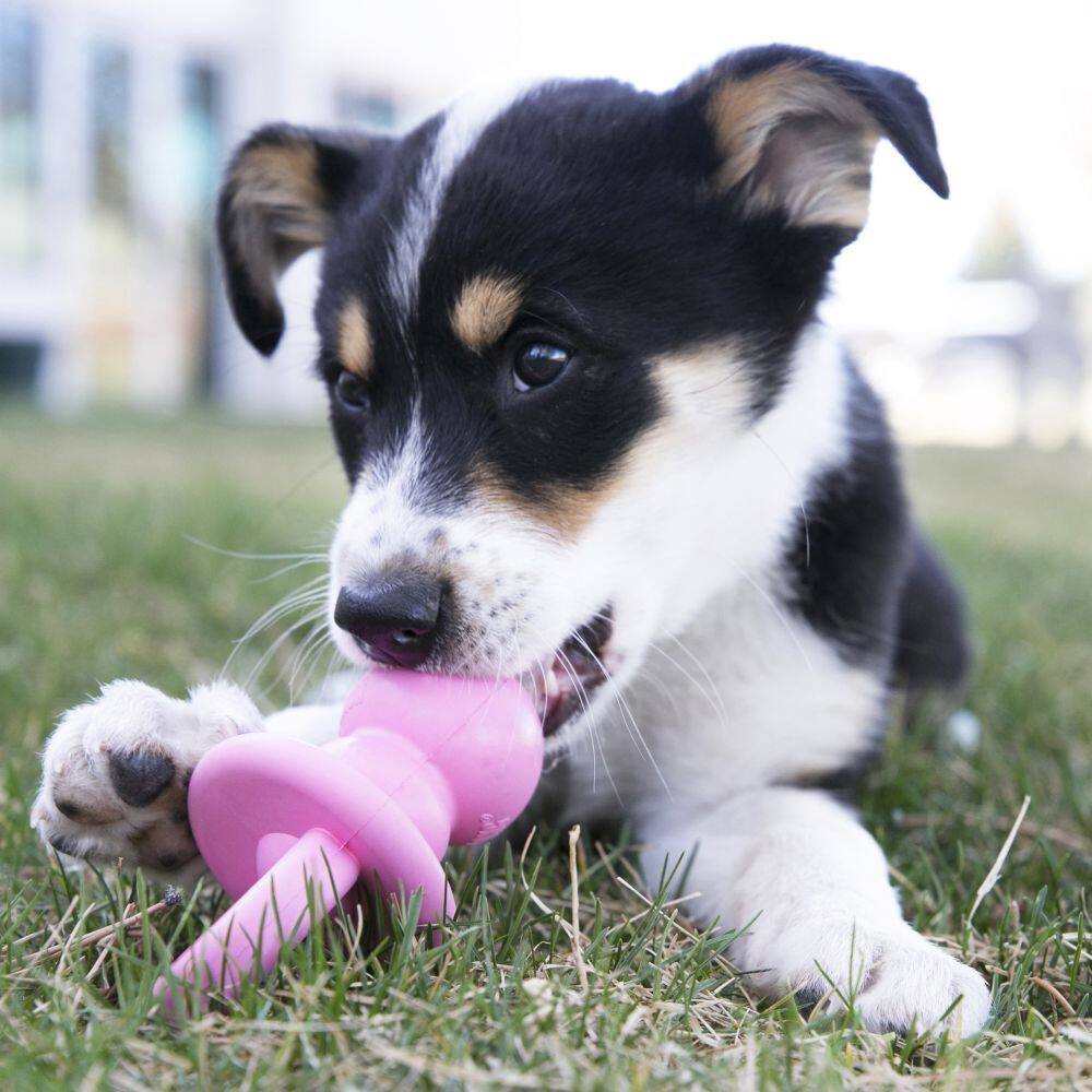 KONG Puppy Binkie Teething Dog Toy in Small Pink|Blue - Best Buy